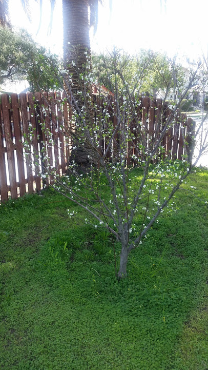 EC plum tree frist blossoms in meditation garden